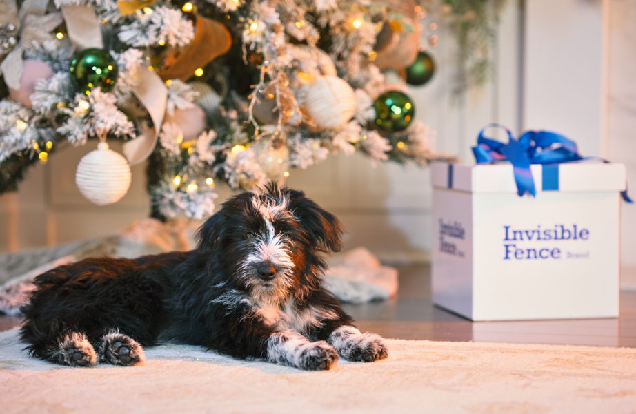 Gift Certificate- Indoor Essential Focused Protection indoor system
